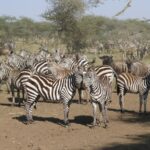 9 Days Kenya Wildlife Circuit Safari