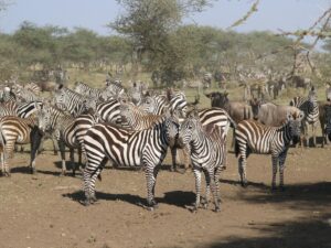 9 Days Kenya Wildlife Circuit Safari