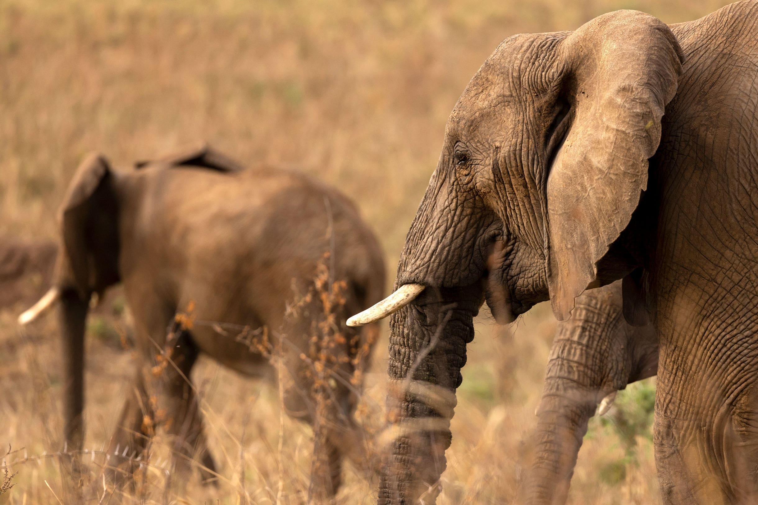 Kenya Wildlife Safaris