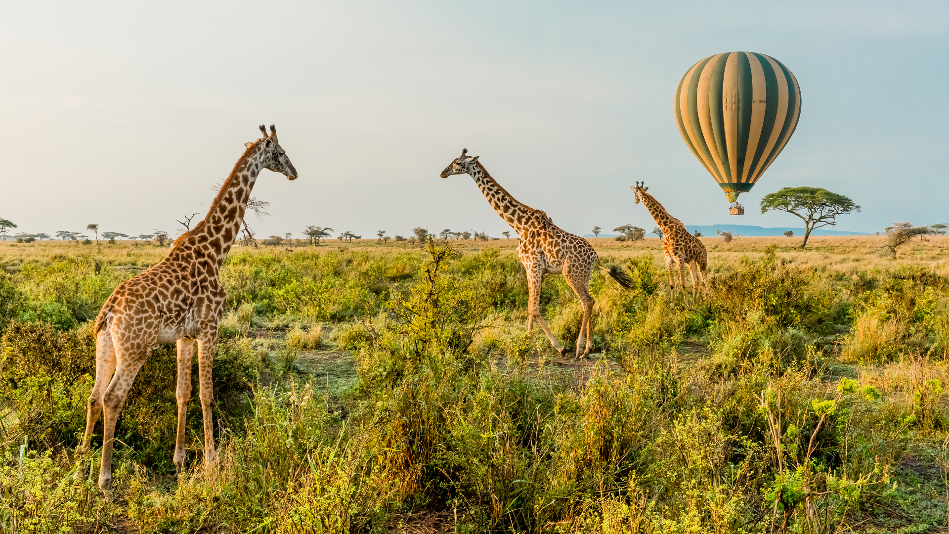 kenya wildlife safaris