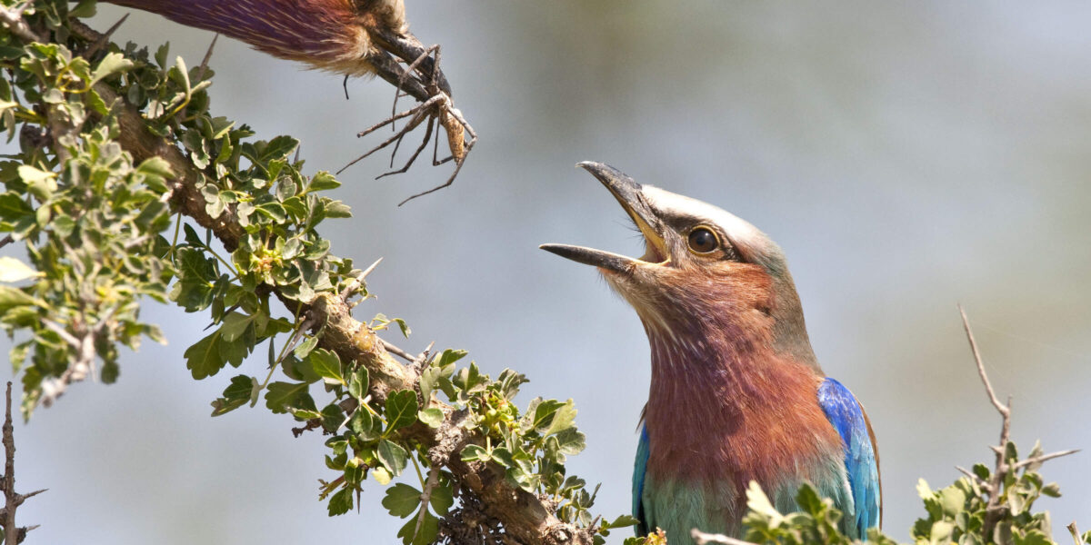 Best Time for Birding in Kenya