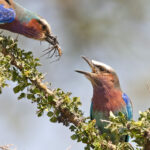 Best Time for Birding in Kenya