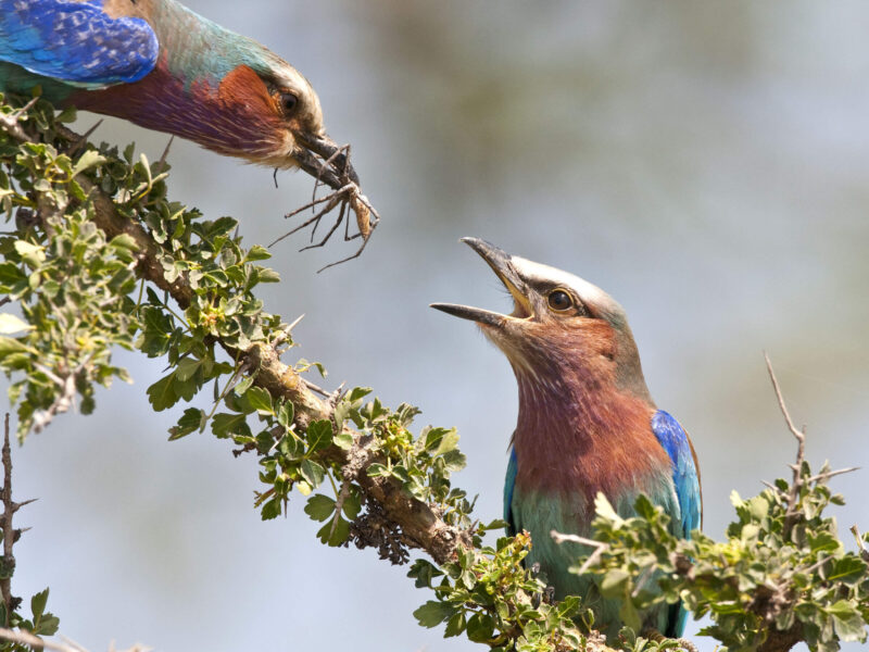 Best Time for Birding in Kenya