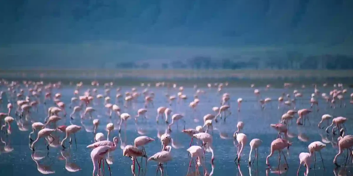 Best Time for Birding in Tanzania