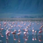 Best Time for Birding in Tanzania