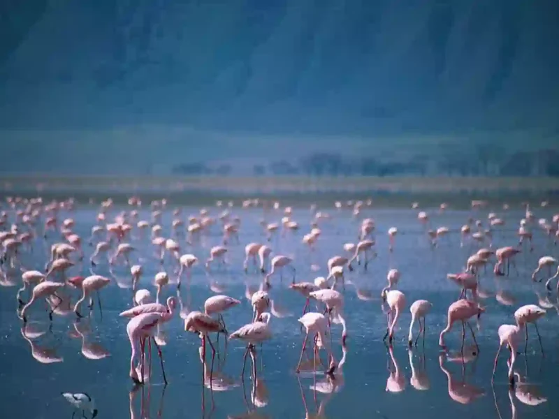 Best Time for Birding in Tanzania