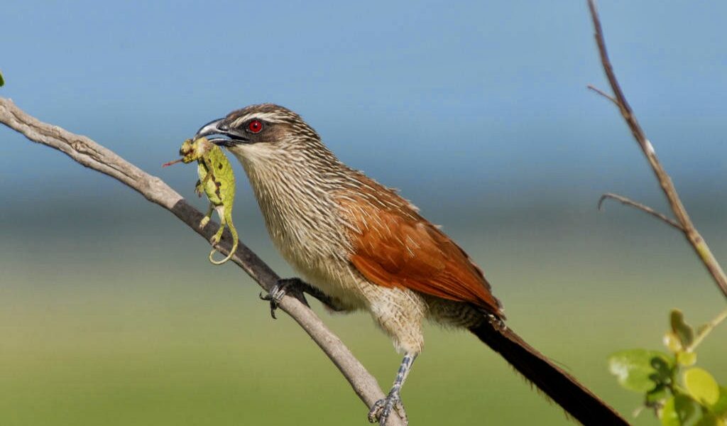 Bird Species Are Found in Tanzania