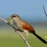 Bird Species Are Found in Tanzania