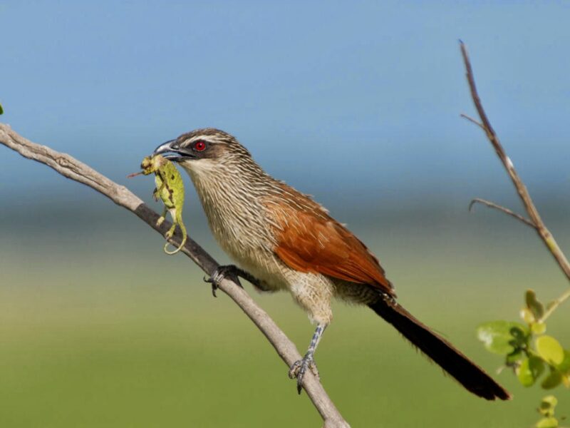 Bird Species Are Found in Tanzania