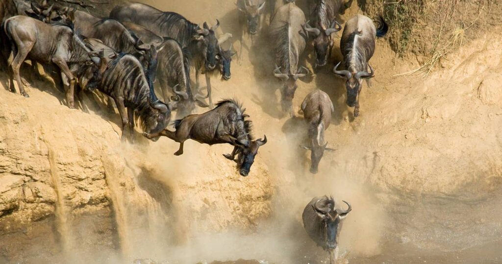 Great Wildebeest Migration