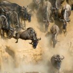 Great Wildebeest Migration