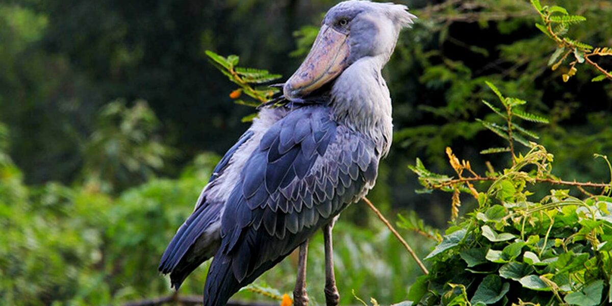 14-Day Uganda–Rwanda Birding Excursion Safari