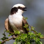 Top Birding Destinations for Kenya and Tanzania
