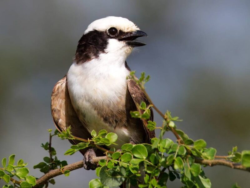 Top Birding Destinations for Kenya and Tanzania