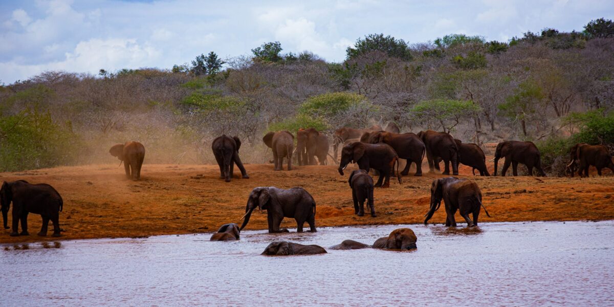 7 Days Tsavo and Amboseli Safari