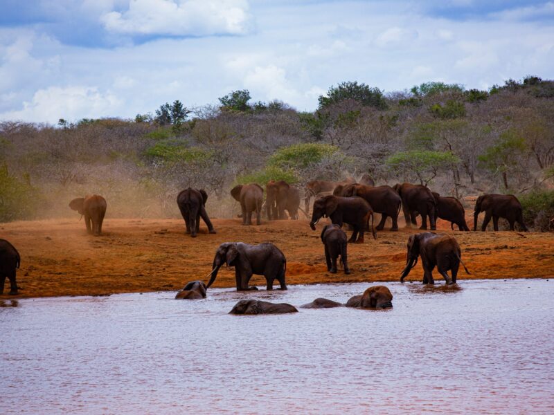 7 Days Tsavo and Amboseli Safari