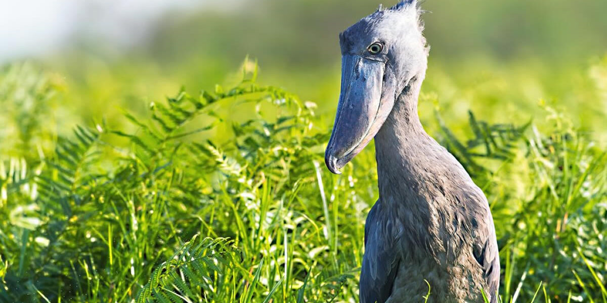 Ultimate 14-Day Uganda–Rwanda Birding Safari