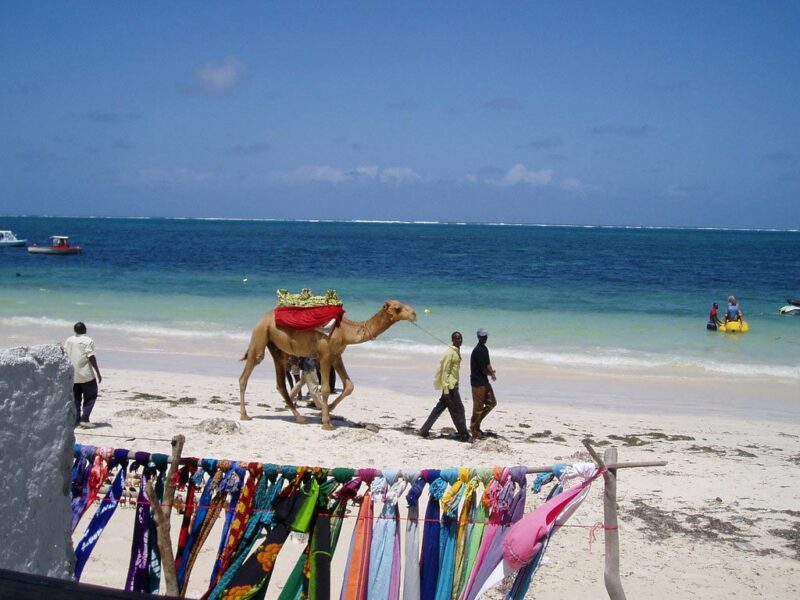 What marine life can I see around Pemba Island?