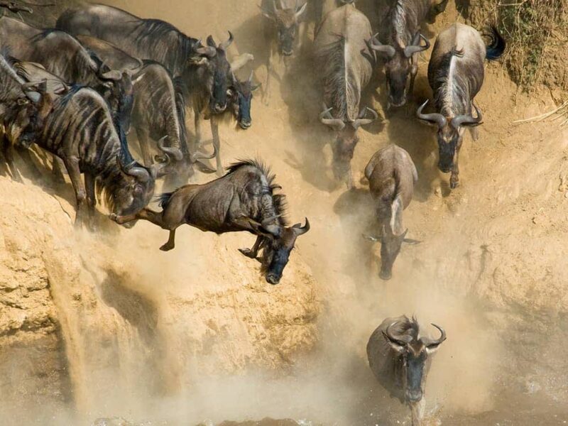 Great Migration Safaris in Serengeti National Park