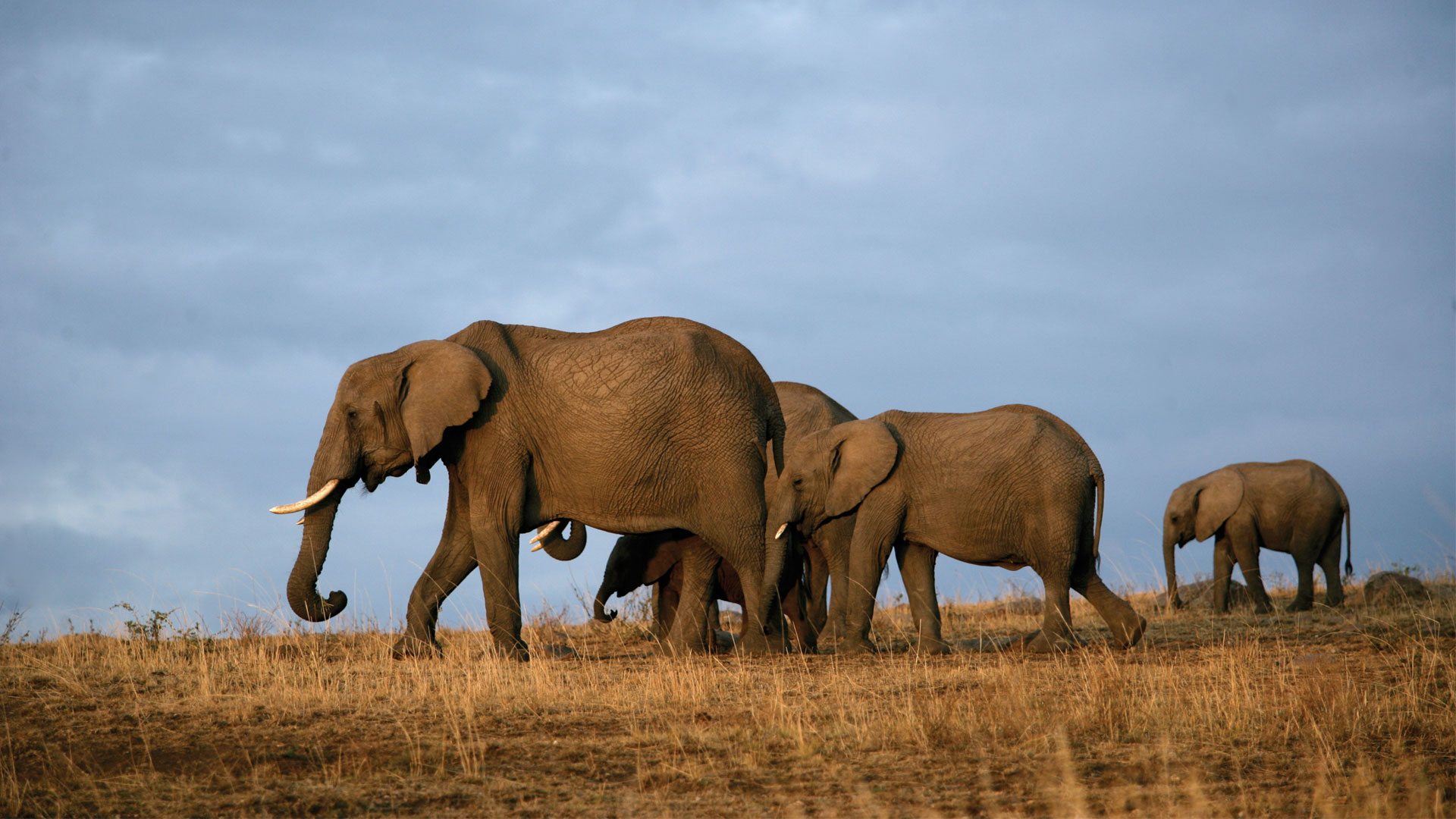 Namibia Safaris