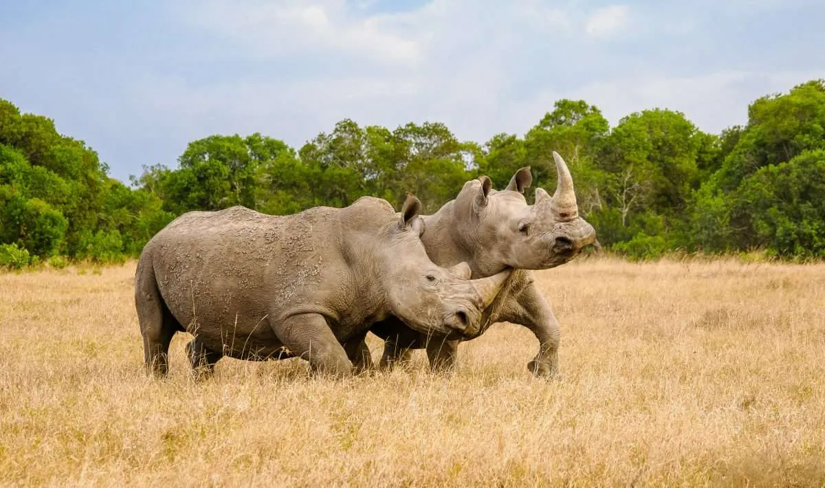 kenya wildlife safaris