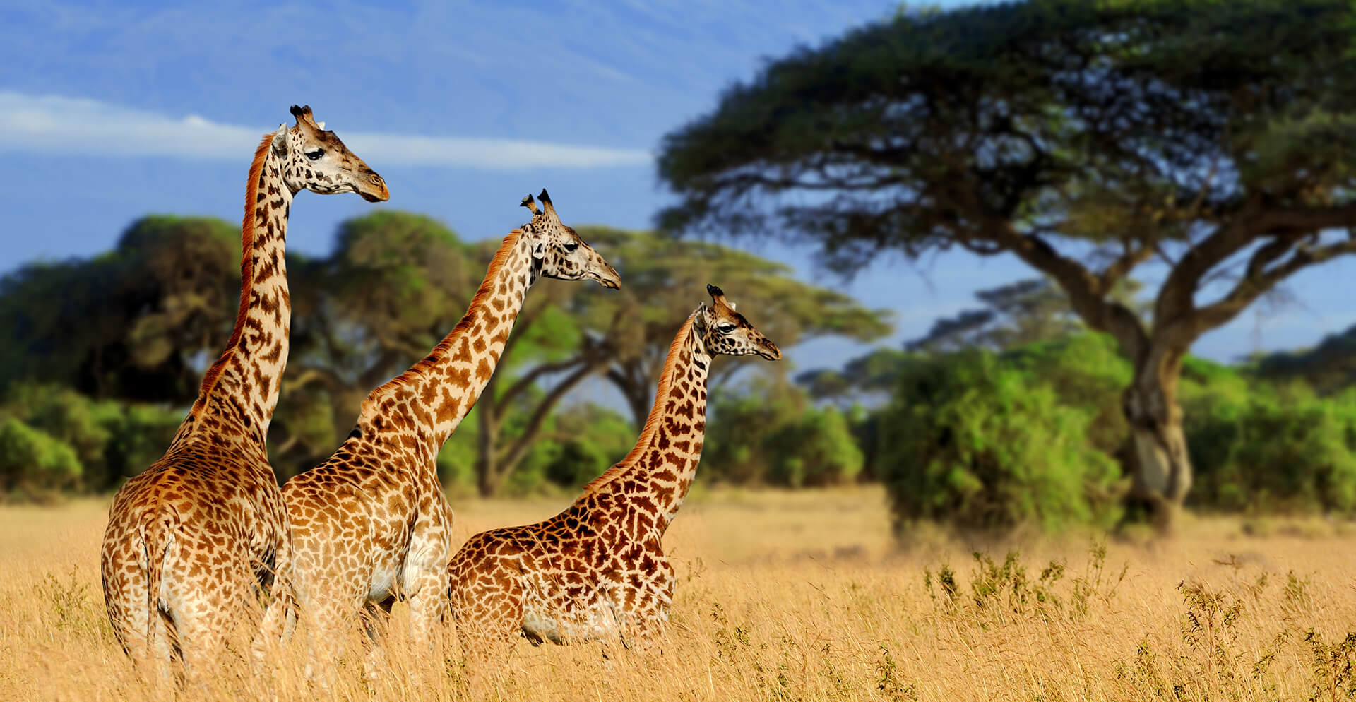 Rwanda Wildlife Safaris