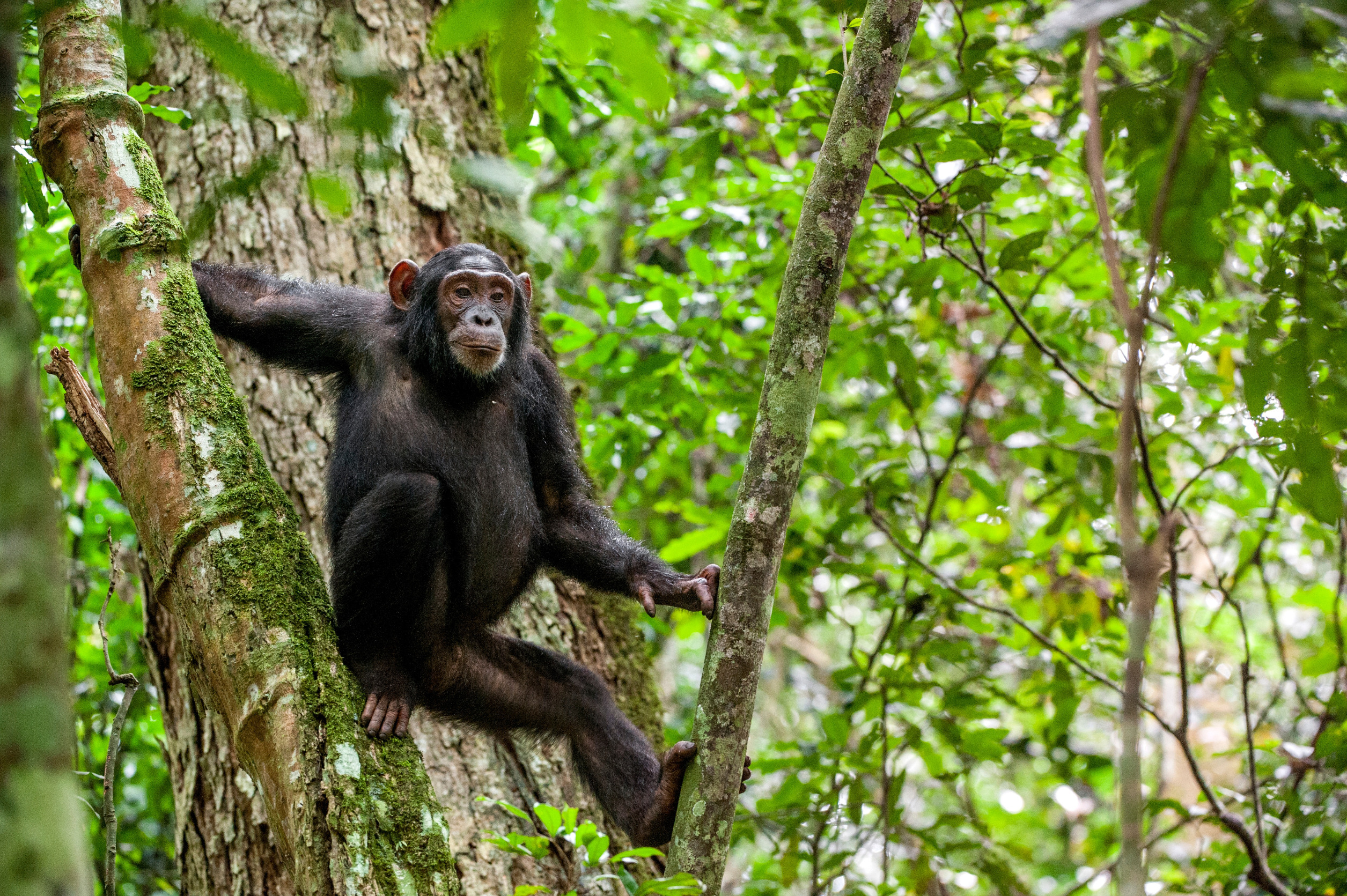 What is the Nyungwe Canopy Walk?