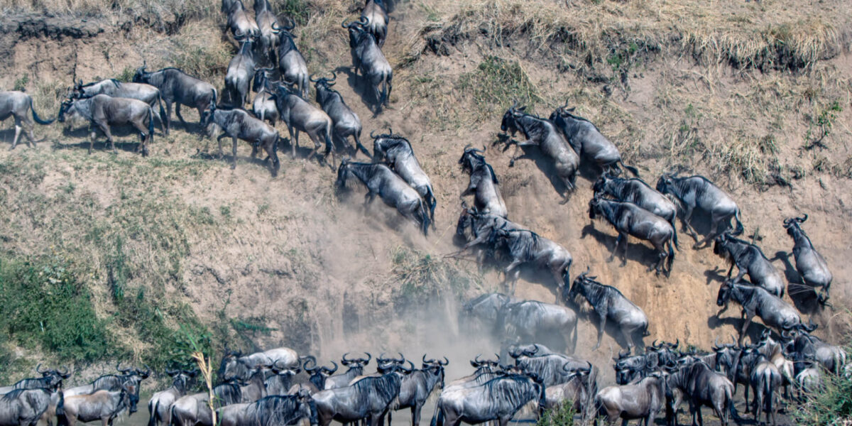 Great Migration Safaris in Masai Mara National Reserve