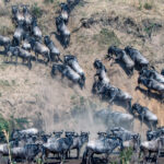 Great Migration Safaris in Masai Mara National Reserve
