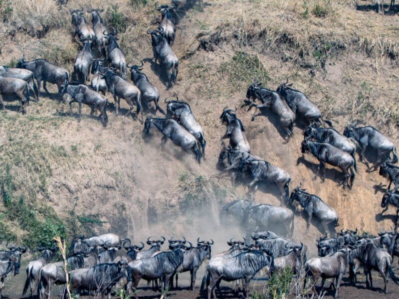 Great Migration Safaris in Masai Mara National Reserve
