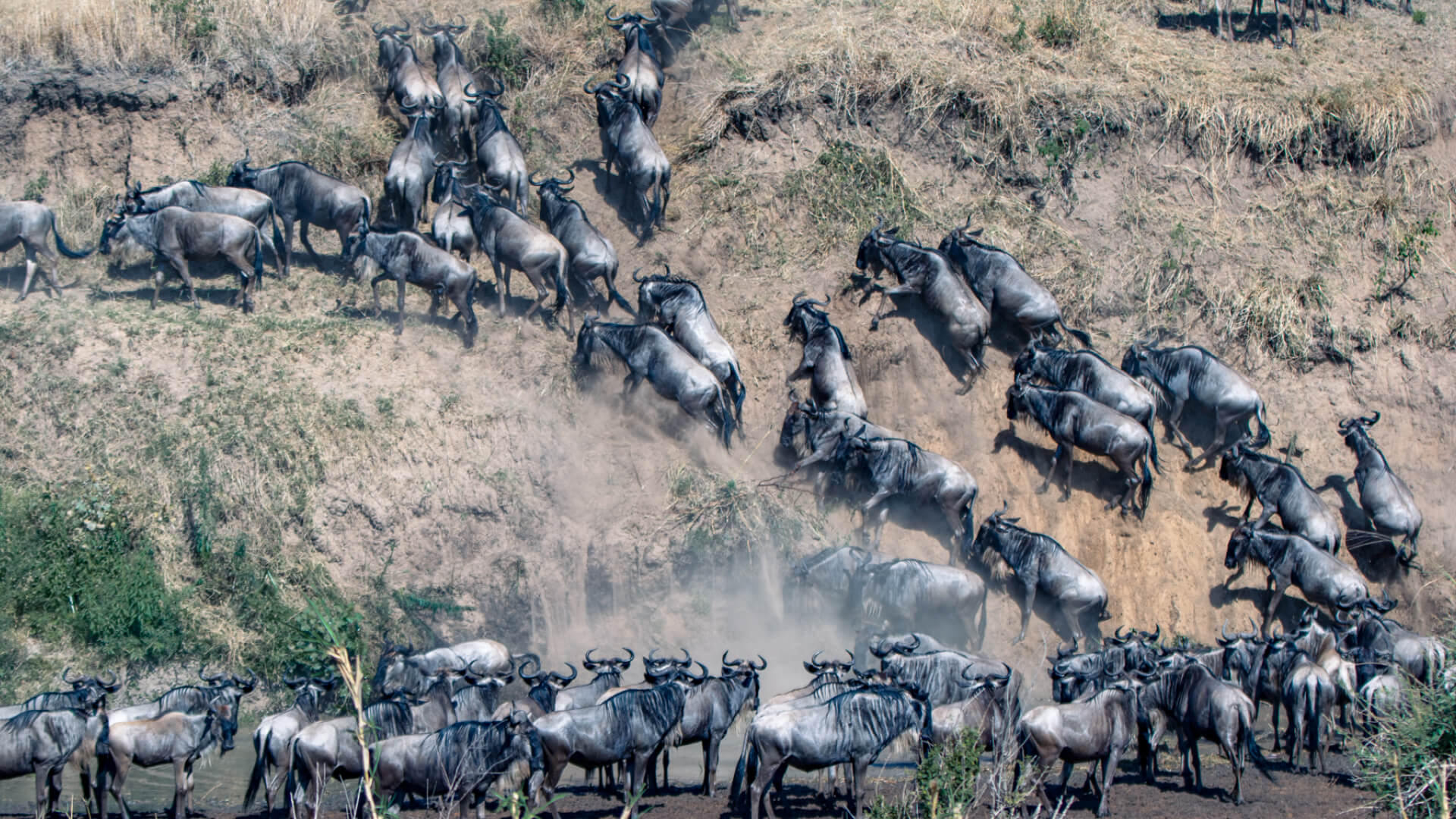Great Migration Safaris in Masai Mara National Reserve