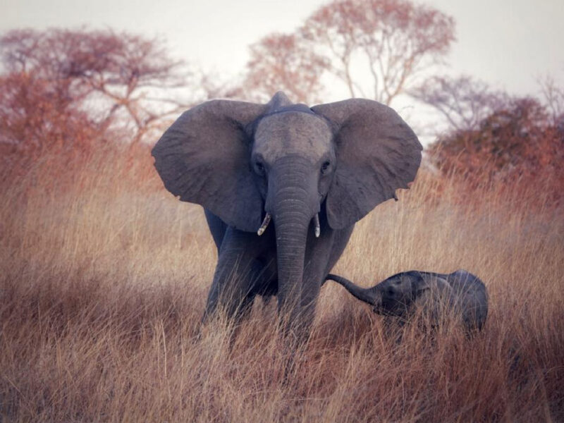 Chamabondo National Park Zimbabwe Safaris