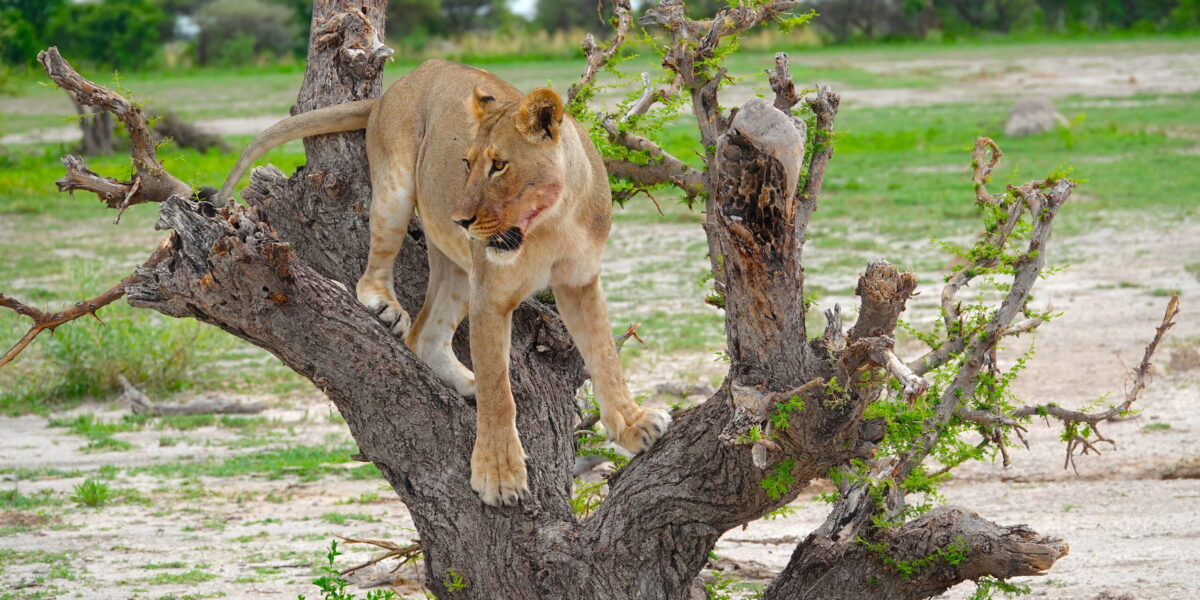 Chamabondo National Park Botswana
