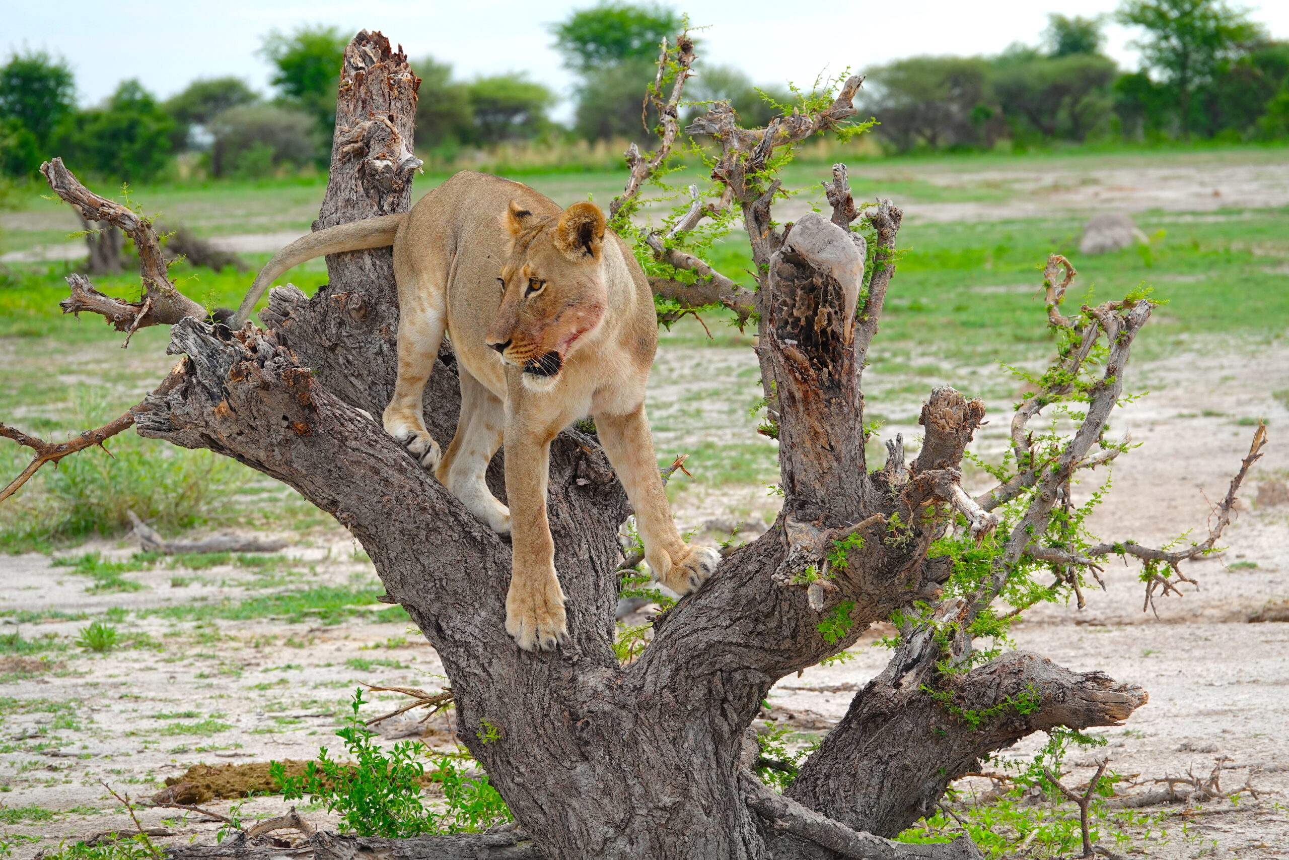 Chamabondo National Park Botswana