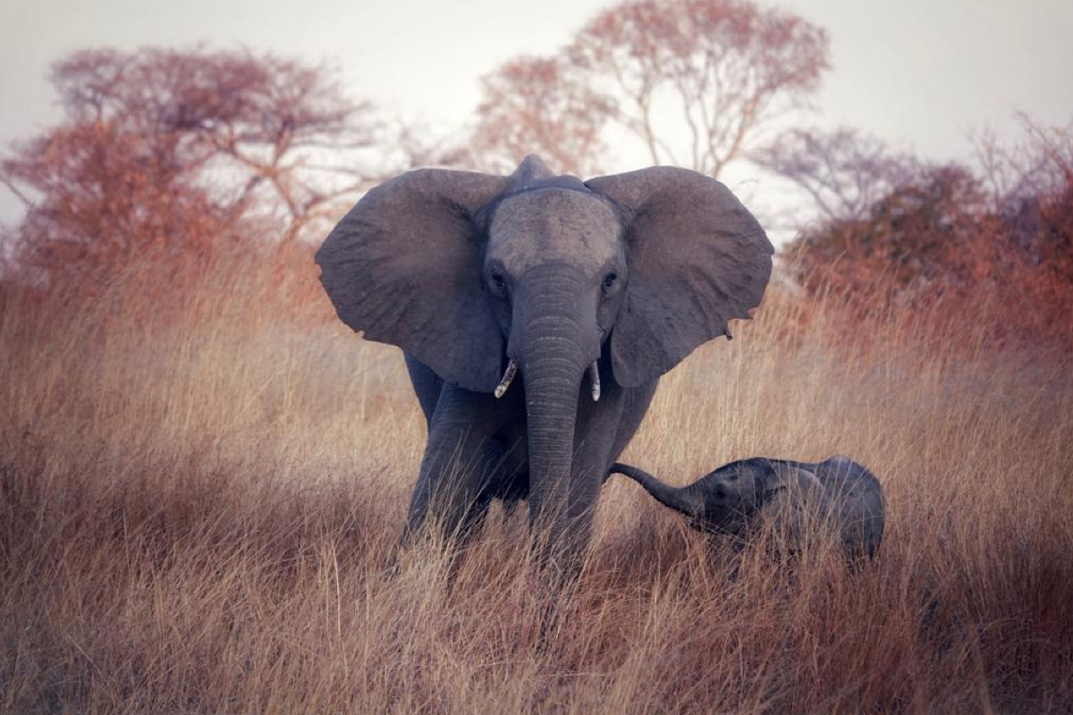 Zimbabwe Safaris