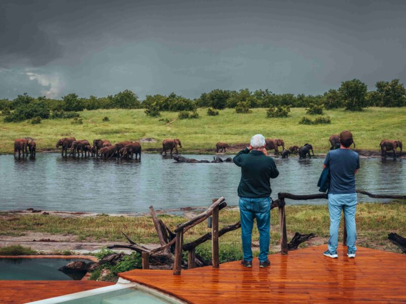 Hwange National Park Zimbabwe Wildlife Safaris