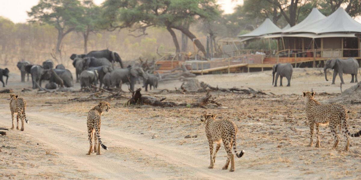 Hwange National Park Zimbabwe