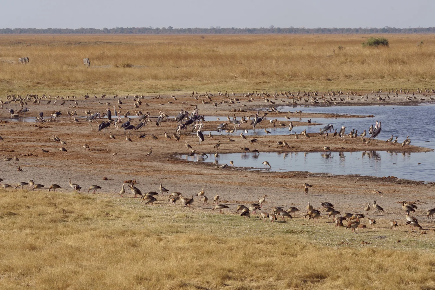 Zimbabwe Wildlife Safaris