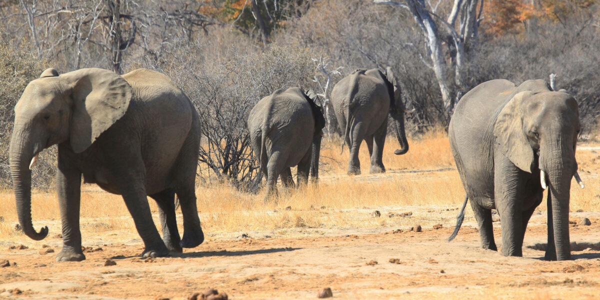 Pandamasue Forest Reserve