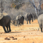Pandamasue Forest Reserve