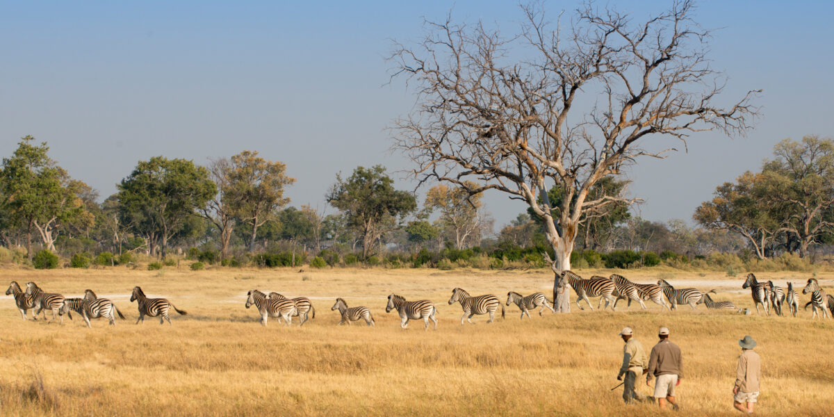 Zimbabwe National Parks