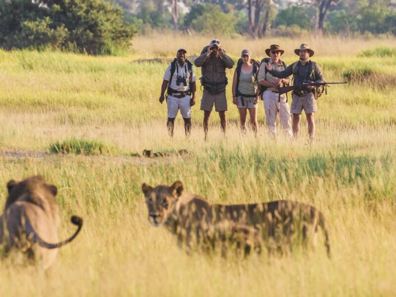 botswana walking safari botswana walking safaris