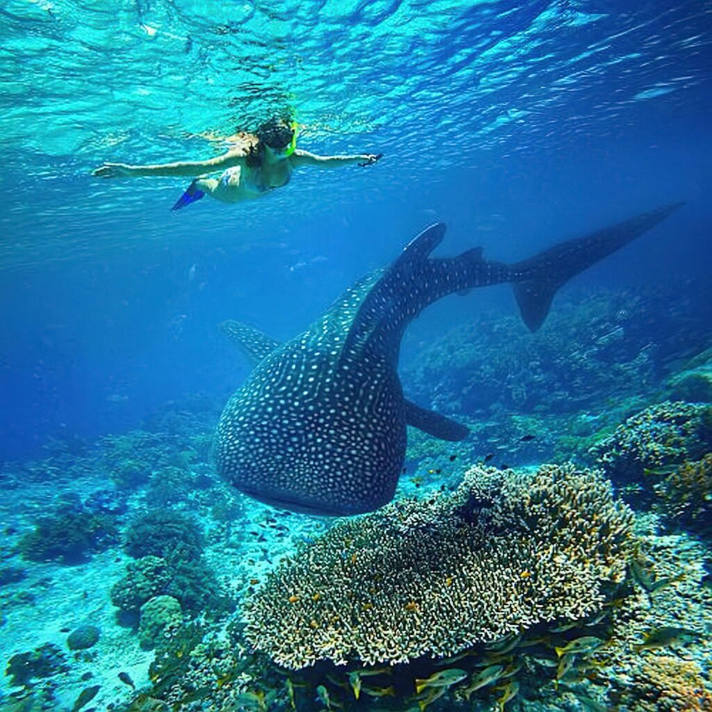 When is whale shark season on Mafia Island?