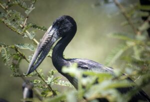 Wildlife & Bird species in Rubondo Island National Park