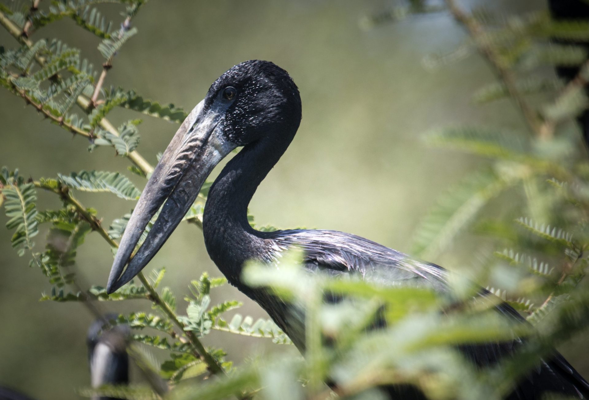 Wildlife & Bird species in Rubondo Island National Park