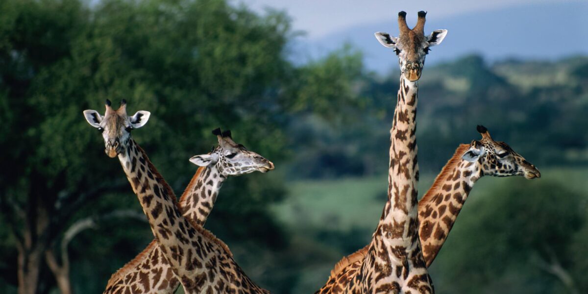 Best Safari Parks in Kenya