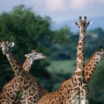 Best Safari Parks in Kenya