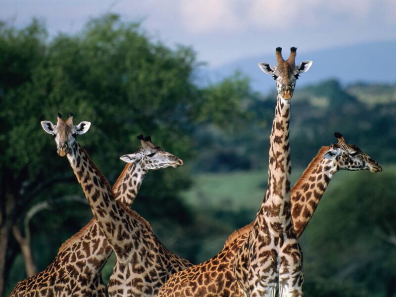 Best Safari Parks in Kenya